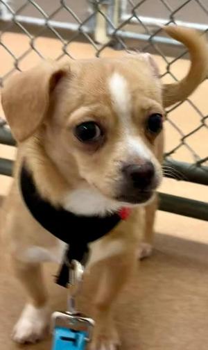 Isaac, Chihuahua / Shih Tzu, puppy, available for adoption