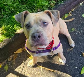 Roxy, Pit Bull Terrier, young, available for adoption