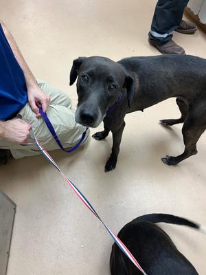 Gigi, Labrador Mix, adult, available for adoption
