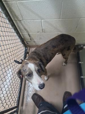 Fusion, Hound mix/Catahoula Leopard Dog, young, available for adoption