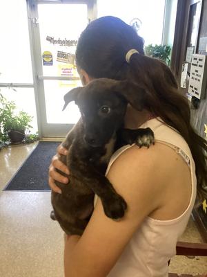 Becky, Terrier/Mix, puppy, available for adoption