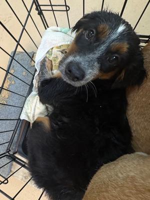 Ciabatta, Mix, puppy, available for adoption
