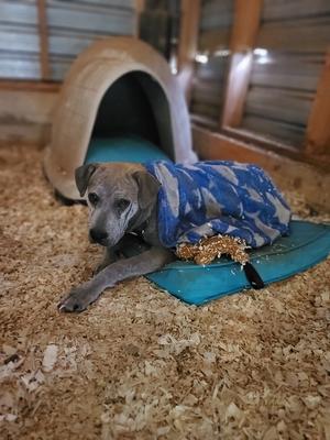 Charlie Puppers, Mix, young, available for adoption
