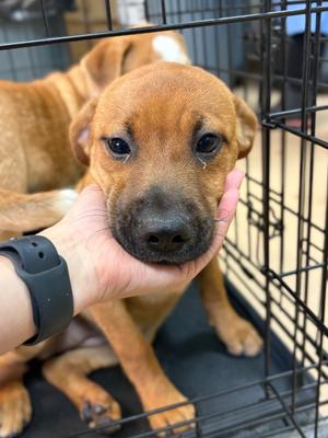Brioche, Mix, puppy, available for adoption