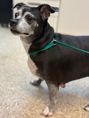 Bailey, Chihuahua/Dachshund, senior, available for adoption