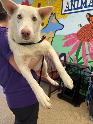 Cider, Husky, young, available for adoption