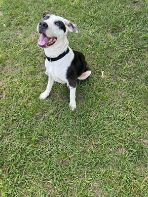 Bud, Shepherd/Mix, young, available for adoption