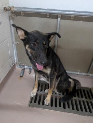 Brinne, German Shepherd Dog/Mix, adult, available for adoption
