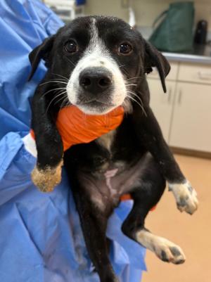 Baguette, Mix, puppy, available for adoption