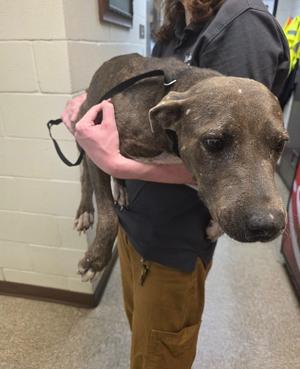Aurora, Pit Bull Terrier, available for adoption