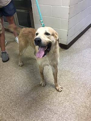 Clyde, Great Pyrenees/Mix, young, available for adoption