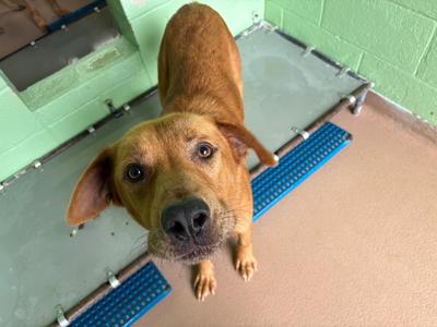 Diego, Labrador Mix, adult, available for adoption