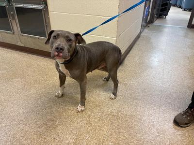 Diamond, Pit Bull Terrier, adult, available for adoption