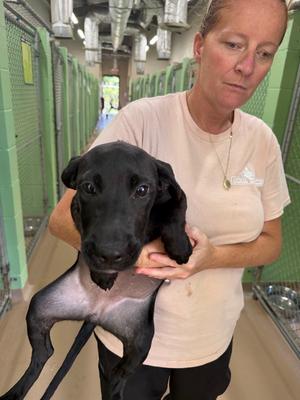 Greenbean, Labrador Mix/Mix, puppy, available for adoption