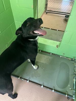 Bear, Mix, young, available for adoption