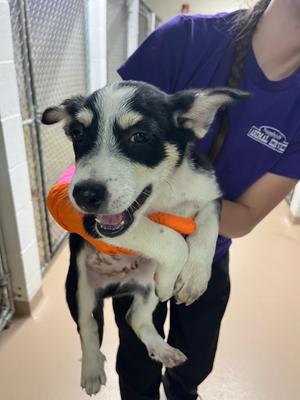 Hognose, Australian cattle dog/Blue Heeler/Australian Shepherd, puppy, available for adoption