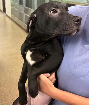 Big Tim, Pit Bull Terrier, puppy, available for adoption
