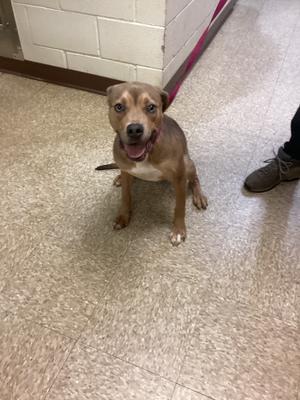 Deuce, Pit Bull Terrier/Australian cattle dog/Blue Heeler, young, available for adoption