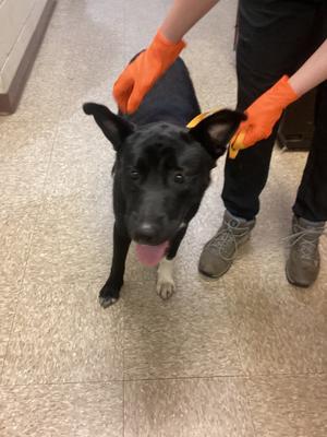 April, Mix, young, available for adoption