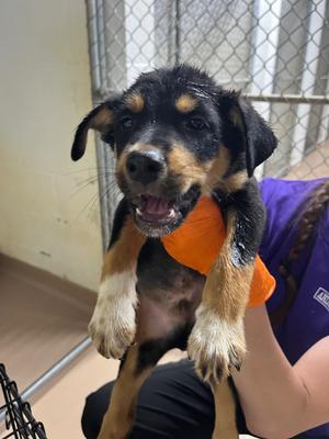 Indigo, Shepherd, puppy, available for adoption