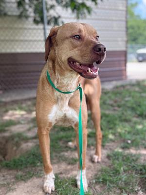 Jack, Pit Bull Terrier, adult, available for adoption