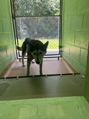 Allie, Husky, senior, available for adoption