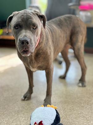Blue Belle, Cane Corso/Mastiff, adult, available for adoption