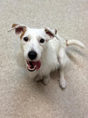 Dippin' Dot, Jack Russell Terrier, senior, available for adoption