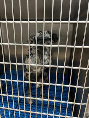 Bandit, Catahoula Leopard Dog/Mix, puppy, available for adoption