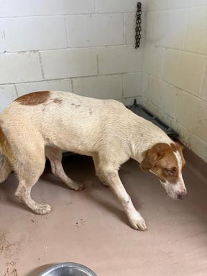 Daphne, Shepherd, young, available for adoption