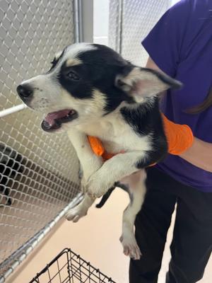 Canebrake, Australian Shepherd/Australian cattle dog/Blue Heeler, puppy, available for adoption