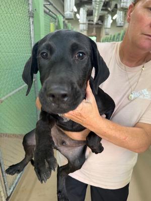 collard, Labrador Mix/Mix, puppy, available for adoption