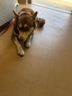 Calypso, Husky, young, available for adoption