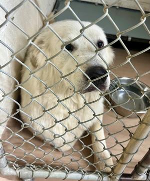 Dolly, Great Pyrenees, young, available for adoption