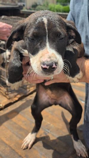 Judge Judy, Labrador Mix, puppy, available for adoption