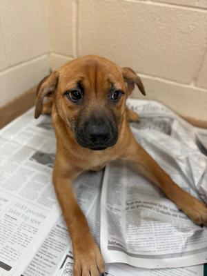 Foccaccia, Mix, puppy, available for adoption