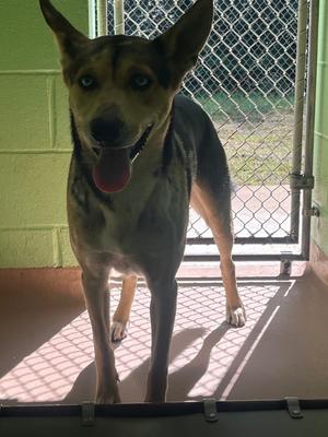 Blue, Husky/Australian Shepherd, young, available for adoption