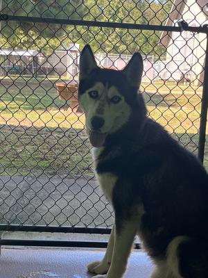 Chico, Husky, adult, available for adoption