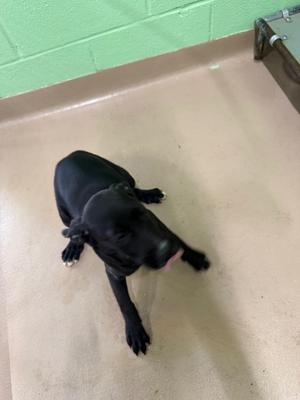 Broccoli, Labrador Mix/Mix, puppy, available for adoption