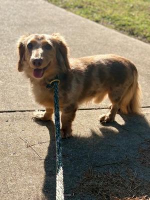 Bubba, Dachshund, adult, available for adoption