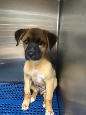 Grilchies, Shepherd, puppy, available for adoption