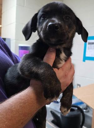 Jaqueline from Finance-NOLA, Dachshund/Mix, young, available for adoption