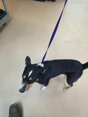 A black and white dog on a purple leash, standing on a beige floor.