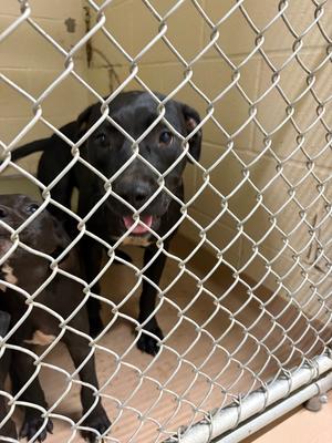 Duskie, Pit Bull Terrier, young, available for adoption