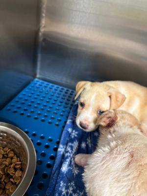 London, Labrador Mix, puppy, available for adoption