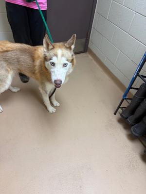 Canyon / Sequoia, Husky, young, available for adoption