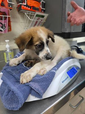 Casper, Australian Shepherd/Great Pyrenees, puppy, available for adoption