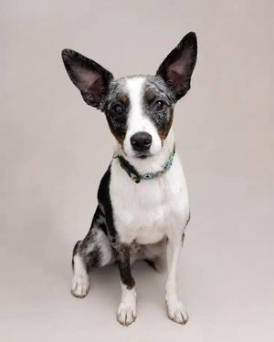 A black and white dog with large ears sitting on a gray background.