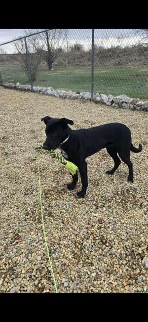 Rosie, German Shepherd Dog / Border Collie, young, available for adoption