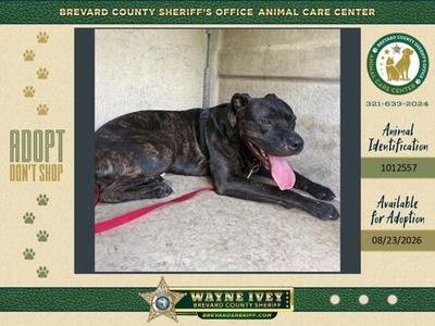 Canon, Mixed Breed, adult, available for adoption